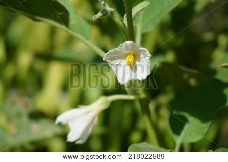 close up white eggplant flower in nature garden