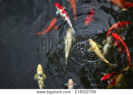 Fish Or Koi Swim In Pond Movement Of Swimming And Space