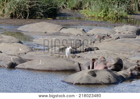 Hippopotamus (scientific name: Hippopotamus amphibius, or 