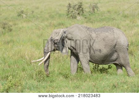 Closeup of African Elephant (scientific name: Loxodonta africana, or 
