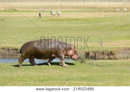 Hippopotamus (scientific name: Hippopotamus amphibius, or 