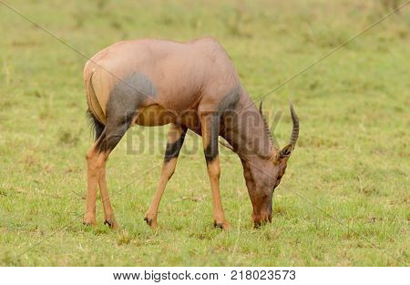 Topi antelope (scientific name: Damaliscus lunatus jimela or 