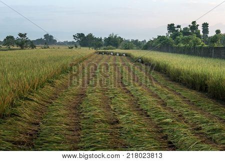 People harvesting rice in Nepal.