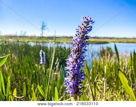 Pontederia cordata Flower (pickerelweed or pickerel weed) in the swamps