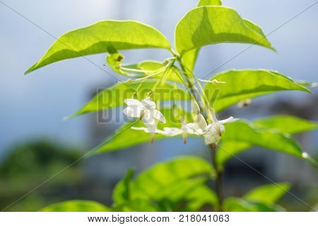 close up white Wrightia religiosa flower in nature garden