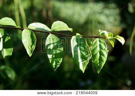 fresh green Wrightia religiosa leaves in nature garden