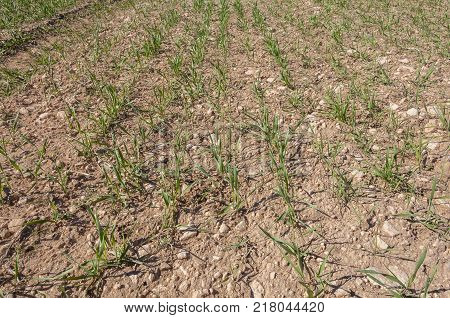 Close up of barley seedlings in a system of dryland agriculture. Photo take in Toledo Province, Spain