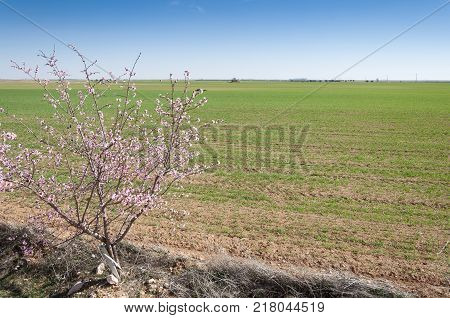 An almond tree in blossom in an agricultural landscape in Toledo Province, Spain.
