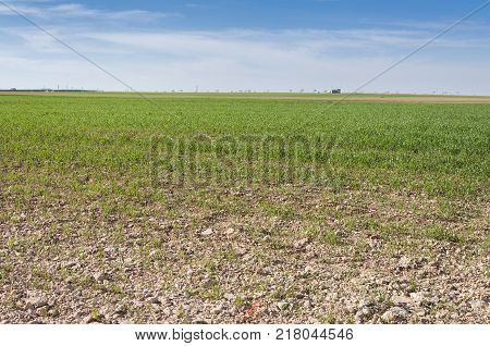 Barley fields in a system of dryland agriculture. Photo take in Toledo Province, Spain