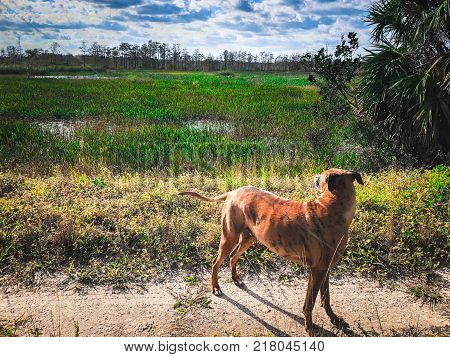 side view boxer dog looks at the Swamps in Florida at the Loxahatchee Slough Preserve in Palm Beach Garedens Florida