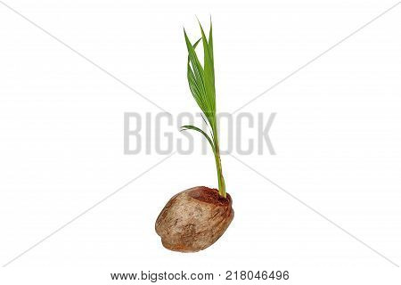 Early varieties of dwarf aromatic coconut tree (coconut perfume fragrant coconutaromatic coconut) shorter than normal plantation on white background