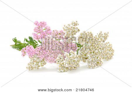 Schafgarbe (Achillea) Blumen