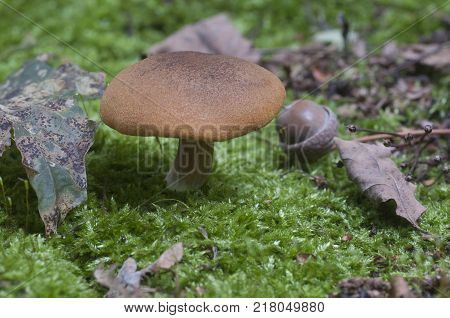 Gymnopilus picreus mushrooms on an old stump with a green moss close up