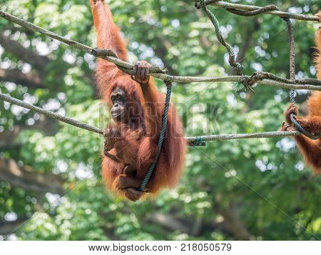A female of the orangutan with a cub in the zoo. Bornean orangutan Pongo o pygmaeus wurmmbii in the zoo