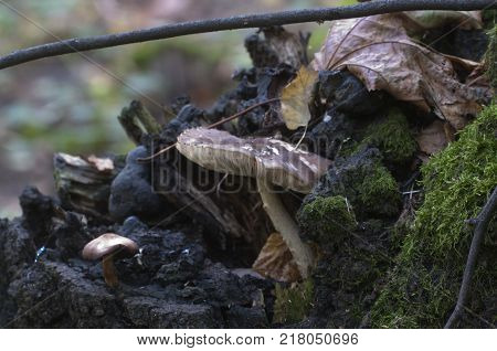 Deer Mushroom (Pluteus cervinus) in a forest close up