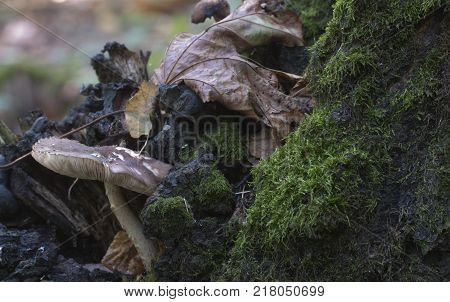 Deer Mushroom (Pluteus cervinus) in a forest close up