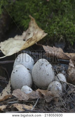 Coprinus atramentarius mushrooms in autumn close up