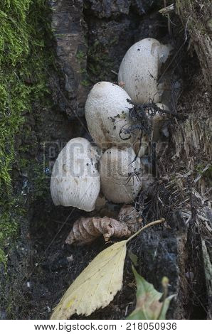 Coprinus atramentarius mushrooms in autumn close up