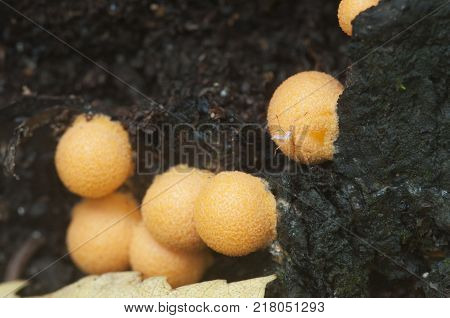 Mushrooms (slime mould Lycogala terrestre) on an old stump