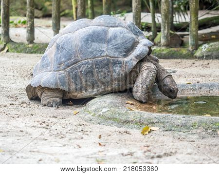Giant tortoise drinking water in a puddle