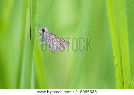 Family Hesperiidae butterfly is on green grass.