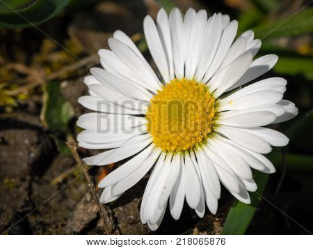 Flower Bed With Different Colors In Summer