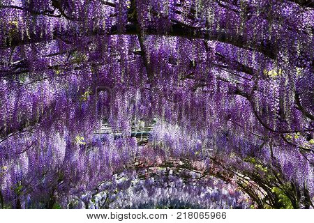 Beautiful Bloming Wisteria at Bardini Garden in Florence. Italy.