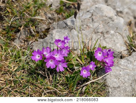 Flower Bed With Different Colors In Summer