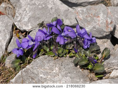 Flower Bed With Different Colors In Summer