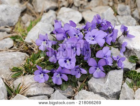 Flower Bed With Different Colors In Summer
