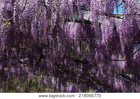 Beautiful Bloming Wisteria at Bardini Garden in Florence. Italy.