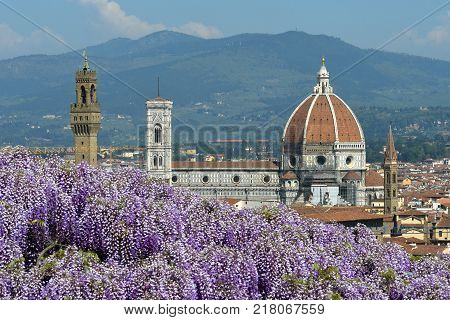 Blooming Wisteria at Bardini Garden in Florence with Cathedral of Santa Maria del Fiore on Background, Florence, Italy