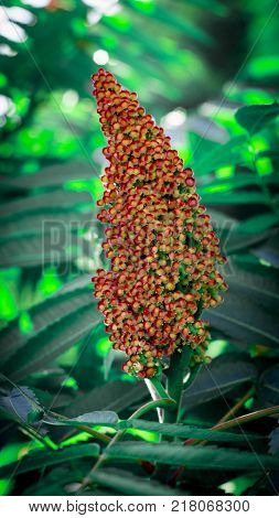 Red drupe, blossom in late summer Staghorn Sumac Rhus typhina