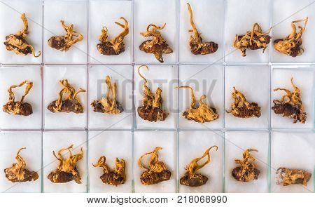 Healthy Cordyceps or Ophiocordyceps sinensis plant on silk worm