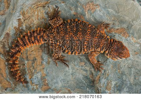 Saharan Spiny Tailed Lizard (Uromastyx Geyri) basking on a rock