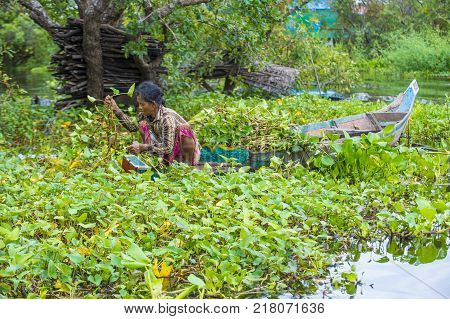 Tonle Sap Cambodia - Oct 18 : Cambodian Woman In Tonle Sap Lake Cambodia On October 18 2017. Tonle S