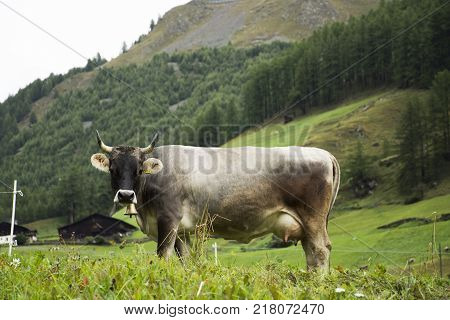 Young cow standing and eating food grass at land of mountain in otztal alps mountain in Schnals city at in Bolzano Austria