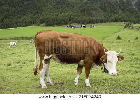 Young Cow Standing And Eating Food Grass At Land Of Mountain In Otztal Alps Mountain In Schnals City