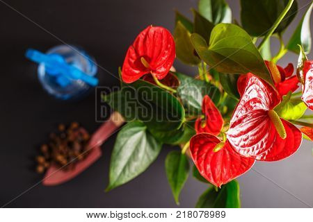 A view of the top of the Anthurium home plant for illustrating the content of the care and growing of domestic plants. Spray for irrigation and soil is the concept of caring for home plants.