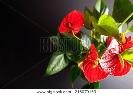 Picture of a home flower Flamingoblume or Anthurium. Concept illustration of an article on house plants.