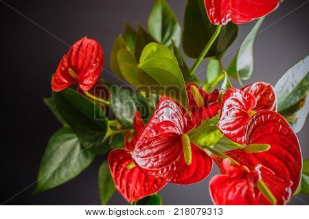 A picture on top of a house plant Anthurium can be used to illustrate the content of the care and growing of domestic plants.