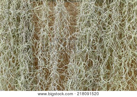 Spanish Moss or Tillandsia usneoides plant for background.
