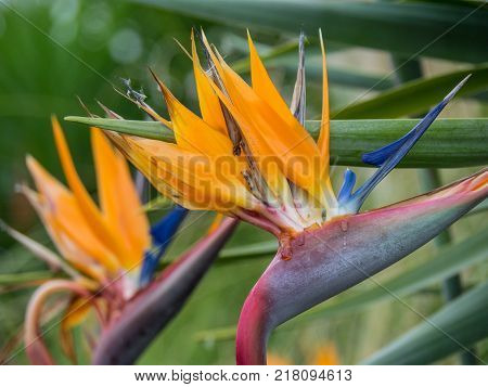 the coasline and the nature of the Island of madeira
