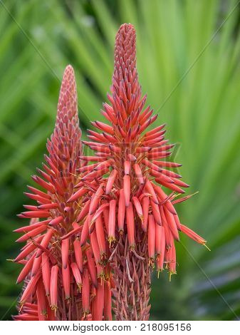 the coasline and the nature of the Island of madeira