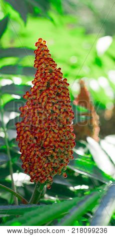 Red drupe, blossom in late summer Staghorn Sumac Rhus typhina