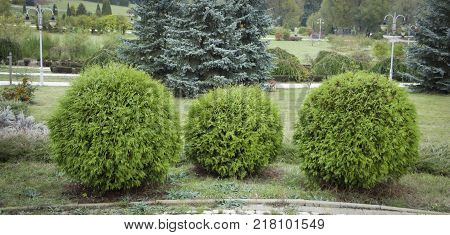 Thuja occidentalis Danica. Decorative garden shrub with a round shape