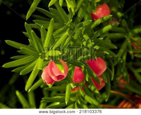 Tees, an evergreen plant, its berries have healing properties, are used in meadicine.