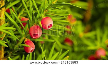 Tees, an evergreen plant, its berries have healing properties, are used in meadicine.