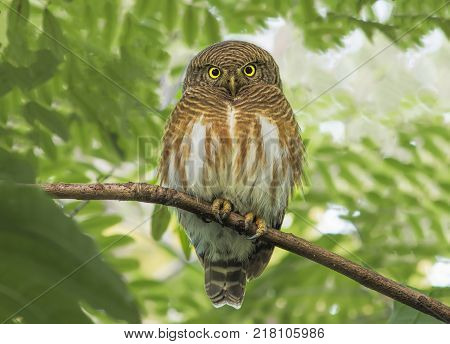 Asian barred owlet Glaucidium cuculoides Cute Birds of Thailand