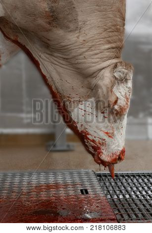 CARCASS OF FRESHLY SLAUGHTERED COW HANGING IN ABATTOIR